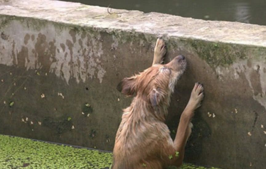 狗狗在湖里垂死挣扎,对路人的帮助视而不见,看见这幕心都碎了