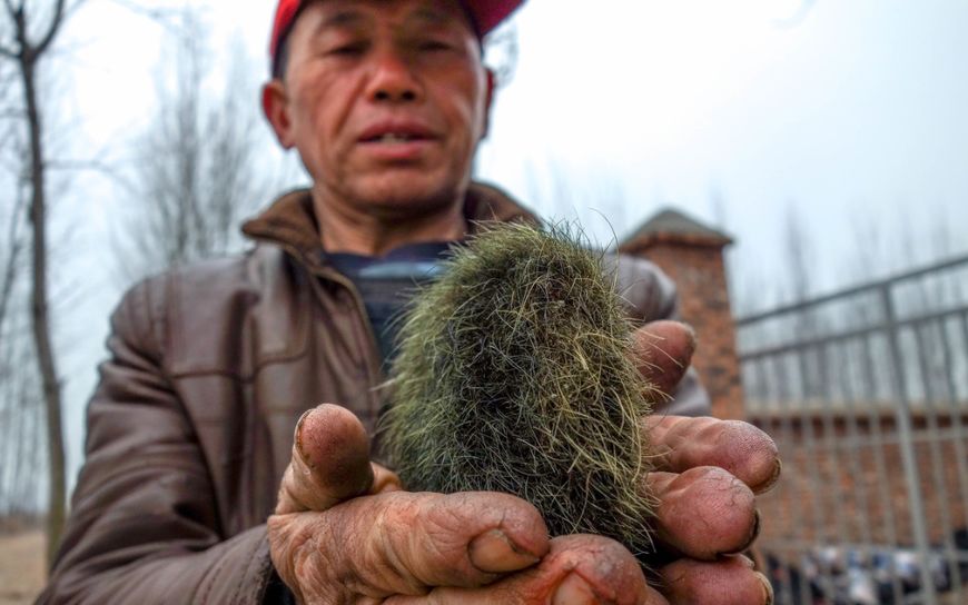 农民家门口捡到宝,浑身是毛半月不变质,大家一查告诉他老值钱了