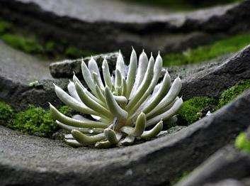 其药用价值知道吗