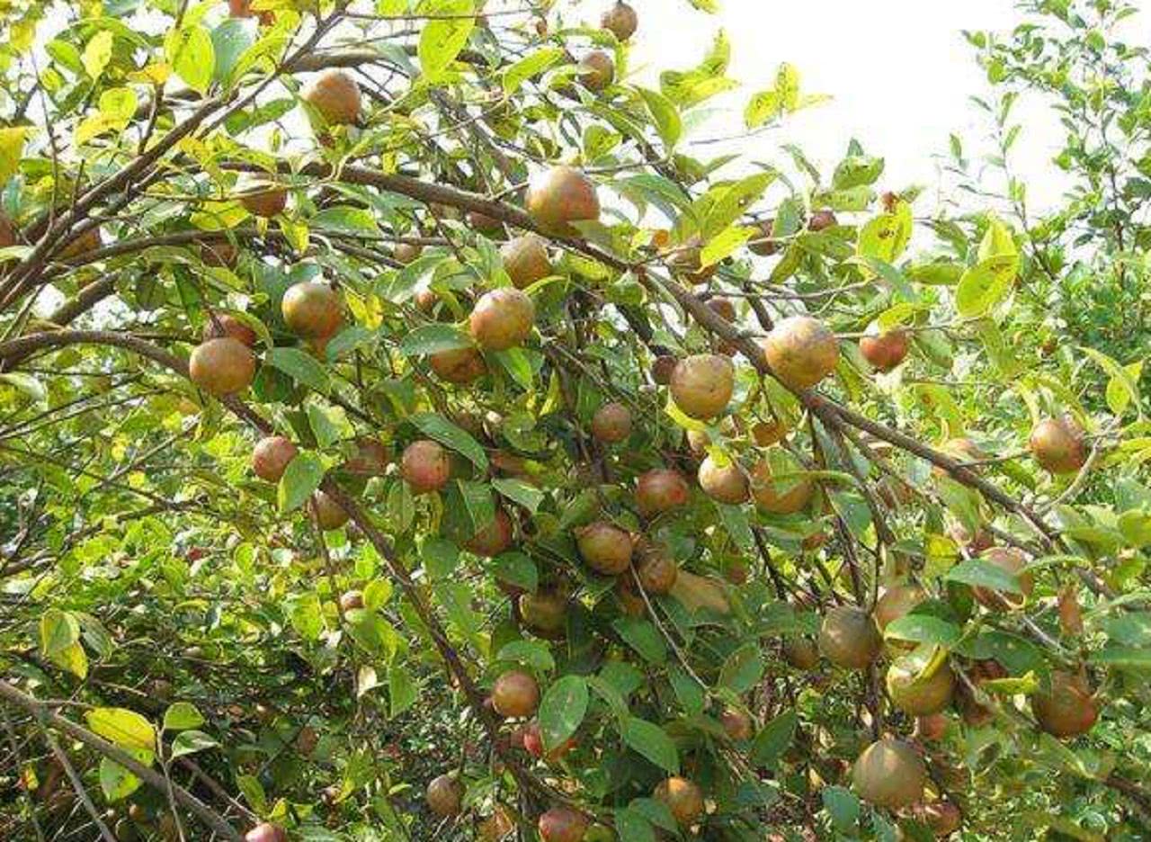 在以前的时候我们都以为它是一种野果,它果实可以榨油.