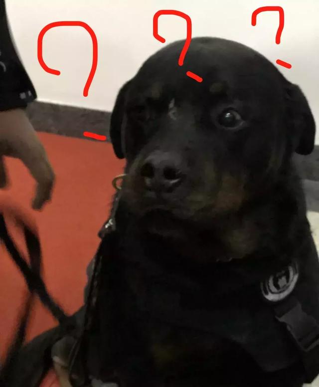警犬脸上贴着创可贴影响颜值却是男子汉的勋章