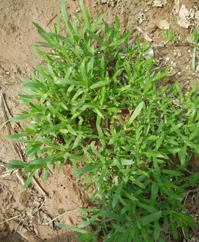 长在麦田里的面条菜过去被当作害草除掉现在却成特色菜