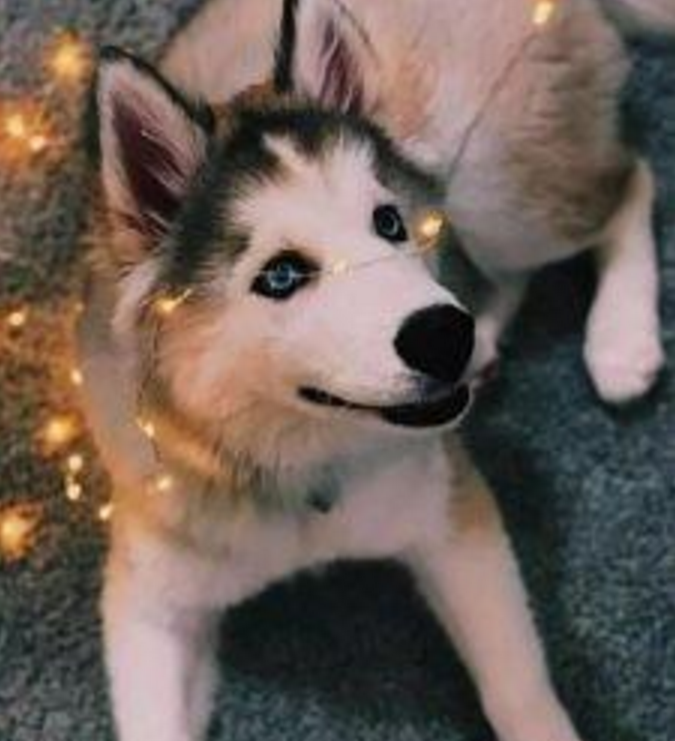 颜狗就是任性!这只二哈长相出色,网友纷纷表示就算它拆家也要养