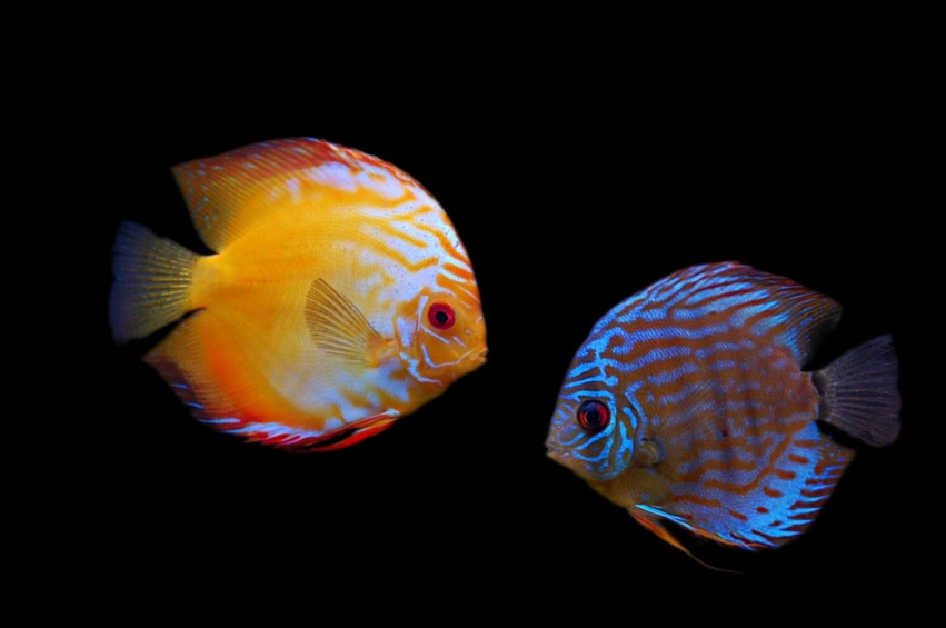 一个鱼缸里怎么安排观赏鱼数量比较合理呢从习性考虑比较好