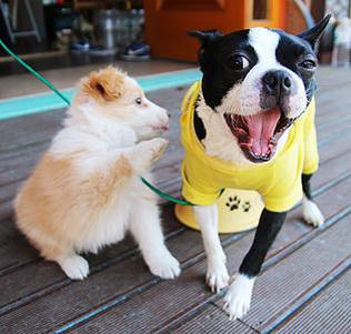 昨晚我喝了酒睡的比较沉,今早起床,发现她把狗的铃铛系