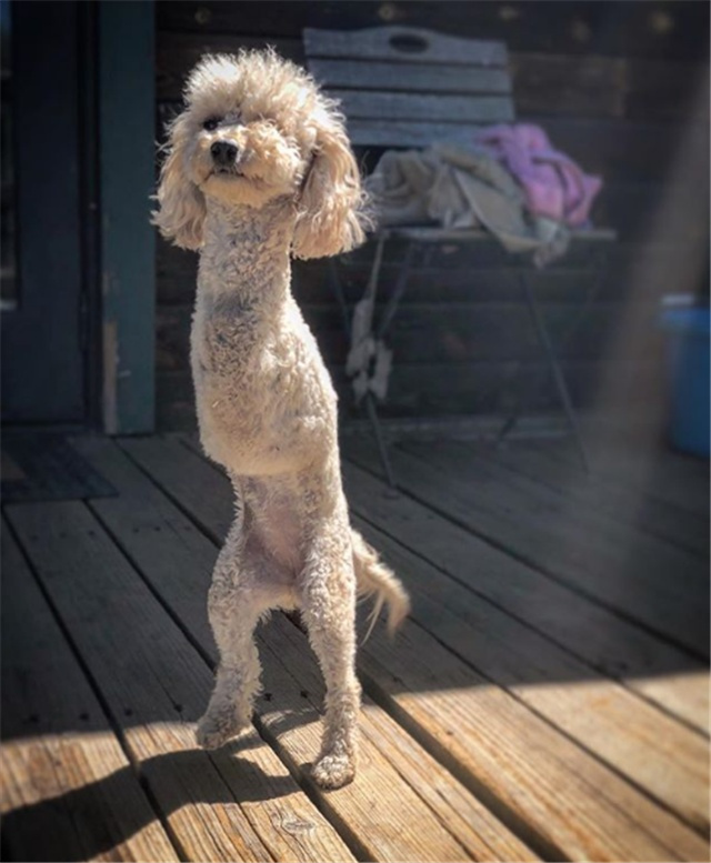 两条腿的残疾狗狗实力演绎:"我也能拆家",让人哭笑不得