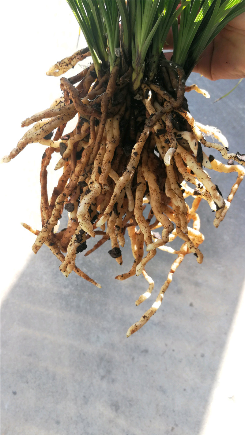 前辈养兰花,根部"撑"爆盆,白花花的,就靠"细料"来发根!