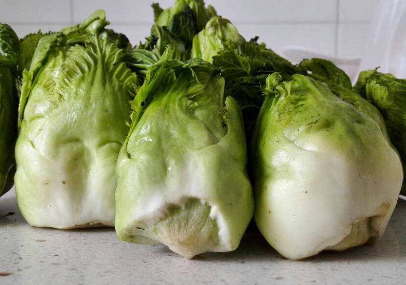 这菜"寓意"好,一长一窝,城里人嫌它苦,农村人却觉得它是个宝