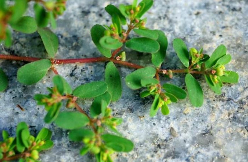 以前农村常见一种杂草农民看见就拔掉如今晒干后要80元一斤