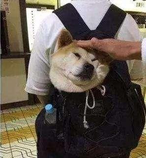 狗狗最喜欢让主人摸的五个地方,知道两个的都是真爱