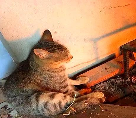 猫咪嫌弃天冷伸脚烤火,喵:请让我的每一根爪子都感受到温暖!