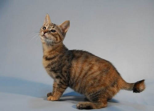 麒麟猫幼猫可以喝羊奶粉吗,麒麟猫幼猫怎么喝羊奶粉