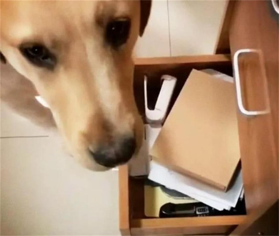 拉布拉多开抽屉被抓,硬计不行施软计,动作让主人愣了半天