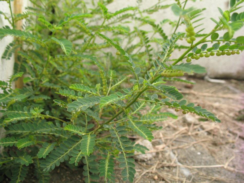 农村田边一种野草农民当成杂草除掉殊不知是珍贵的龙珠草