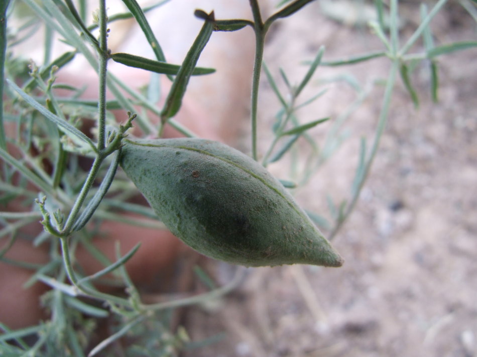 农村一野果人称奶瓜小时候常摘来吃如今20元一斤成稀罕货