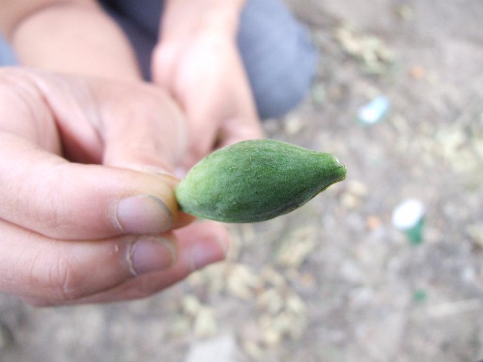 农村一野果人称奶瓜小时候常摘来吃如今20元一斤成稀罕货