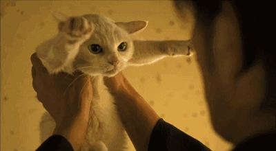 猫眼|猫|色盲_新浪新闻