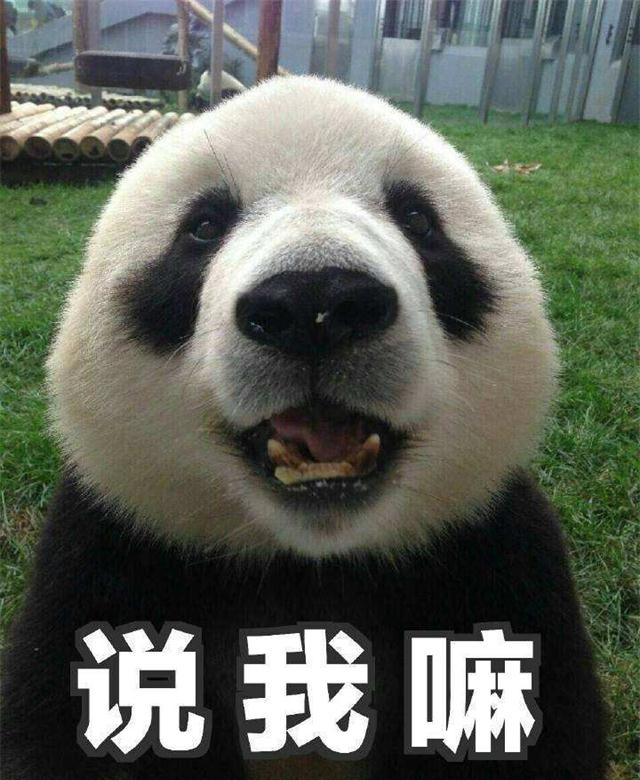 当熊猫遇到老虎,奶萌的团子会不会害怕?团子:不怂!我超凶!