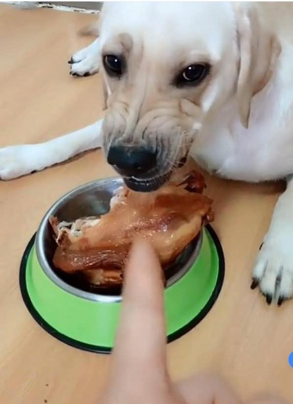 狗狗吃烧鸡主人束手无策,当小奶狗出现时画风突变,都没得吃了