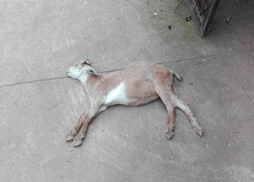 在农村,羊吃了打过农药的庄稼,如果死了,庄稼的主人要赔钱吗?