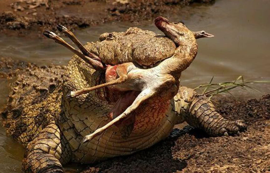 湾鳄又叫咸水鳄,主要生活在东南亚的泰国,马来西亚地区.