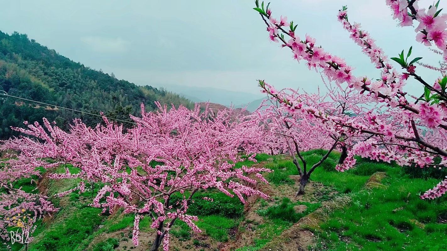 走进春天,去炎陵平乐看三生三世的十里桃林
