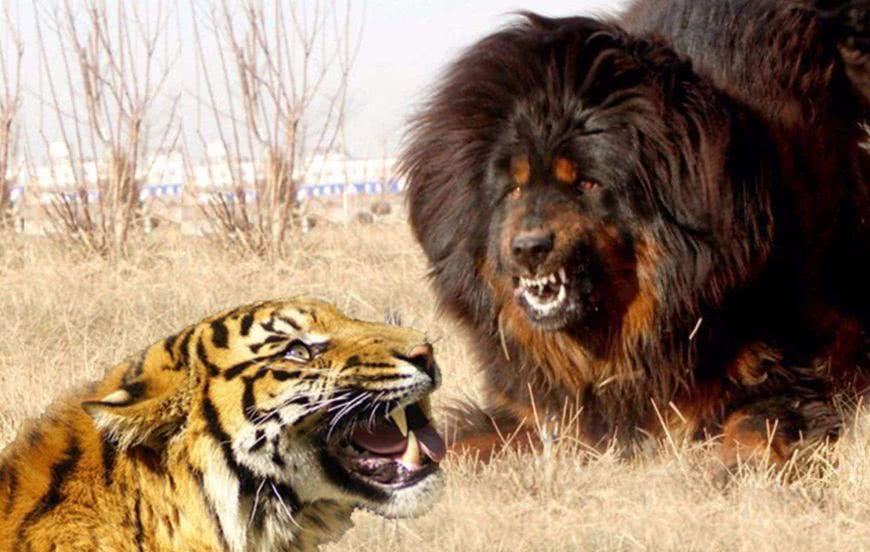 三只藏獒真的可以打过一只老虎吗?说出来你都不敢信__财经头条