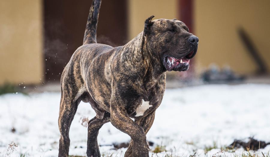 盘点全球4大暴君斗犬,各个生性凶残,其中它被称为