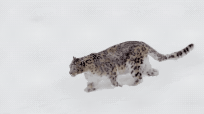 400_223gif 动态图 动图