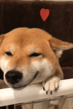 每日一咖超萌的柴犬狗狗主题让你一次撸到过瘾