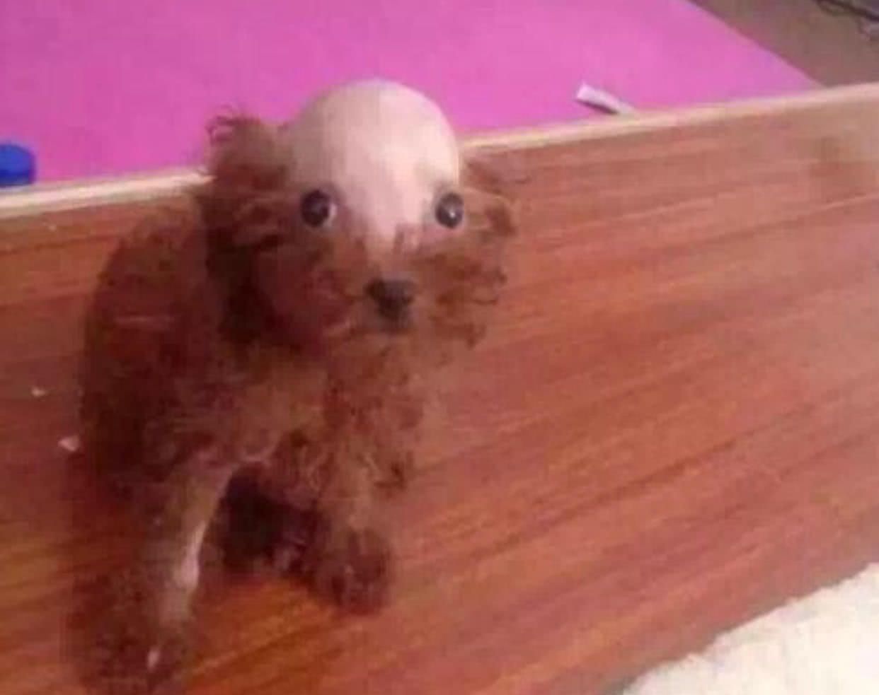 宠主起床发现泰迪变成秃头询问妻子原因后自责不已