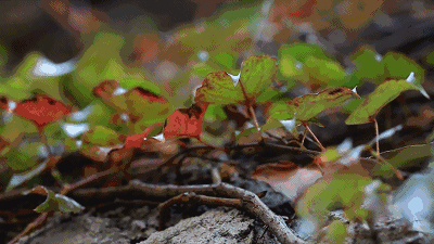 家里只剩一面墙,还能造个小森林?这样的家酷到没朋友!