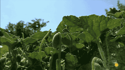 搞笑gif:植物生长的慢镜头