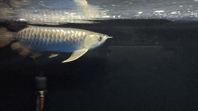 龙鱼掉眼是什么意思龙鱼掉眼的防治方法