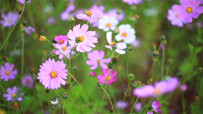 沿海数公里长的观光道花坛里,红,黄,粉三种颜色的矮化大红花正尽情
