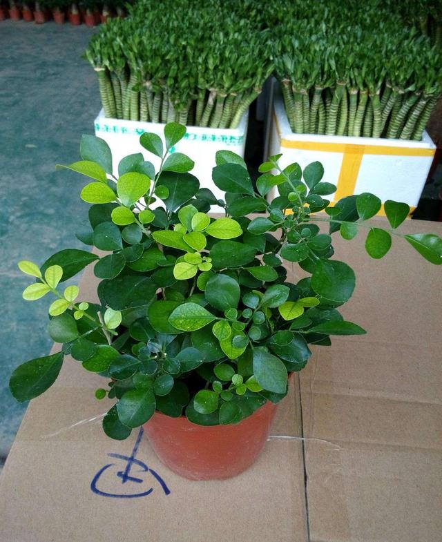 它是真的香花香浓郁开花小巧养好七里香其实很简单