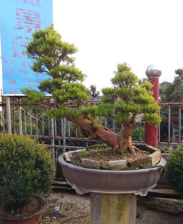 树形优美,交错的叶片更显"奇感",赤楠养成盆景造型很重要!