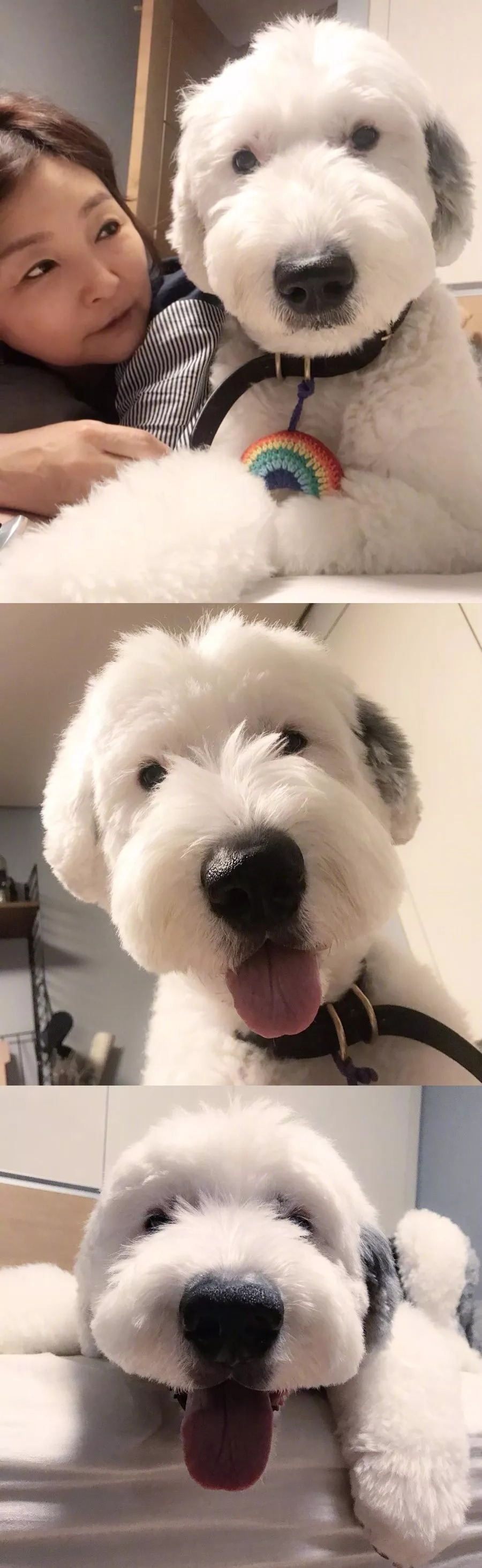 毛毛太长的狗子去修了个清爽的短毛造型,秒变史努比!