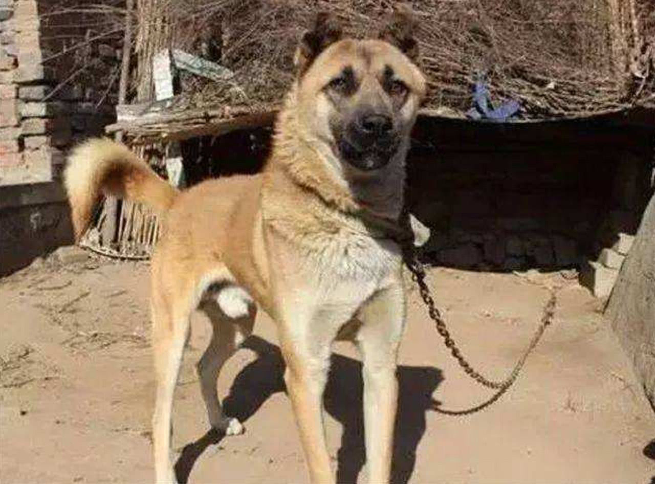 农村的狗,经常一整晚的叫不停?到底是什么原因?