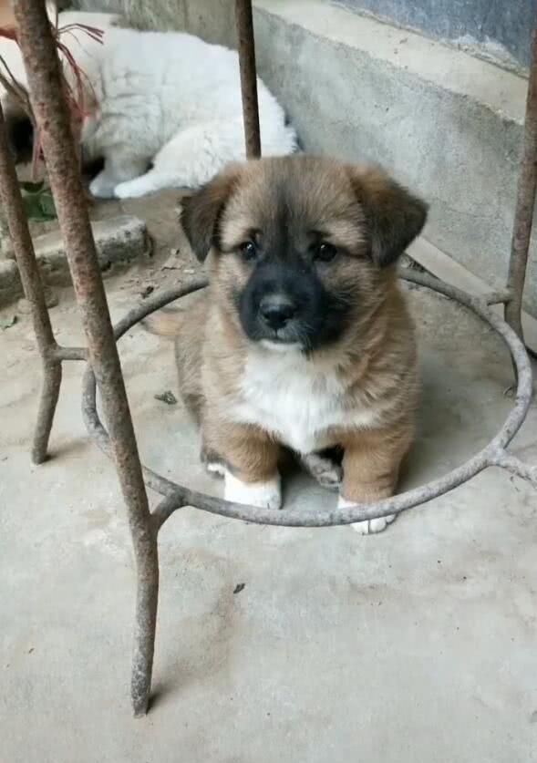 小土狗被放在铁圈里,腿短走不出,小可怜要懵圈了!