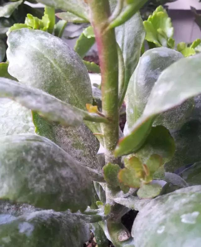 长寿花枯萎长黑斑,是"健康"出问题信号,再不管就剩盆了!