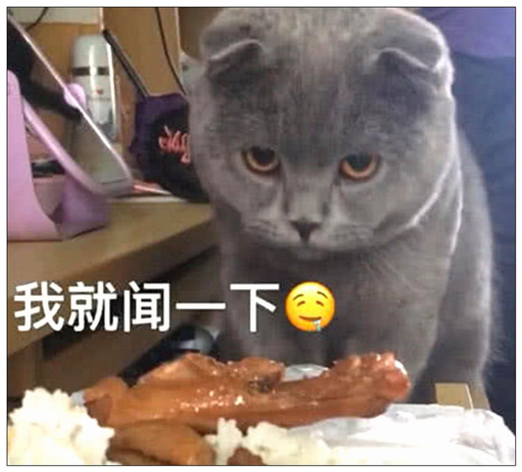 主人买了份鸡腿饭,蓝猫想吃又不敢吃,可怜的小表情萌翻了