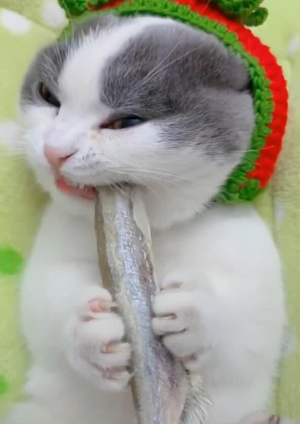 小猫咪吃上鱼干,双手抱着咬,眼睛眯上让人萌出一脸血