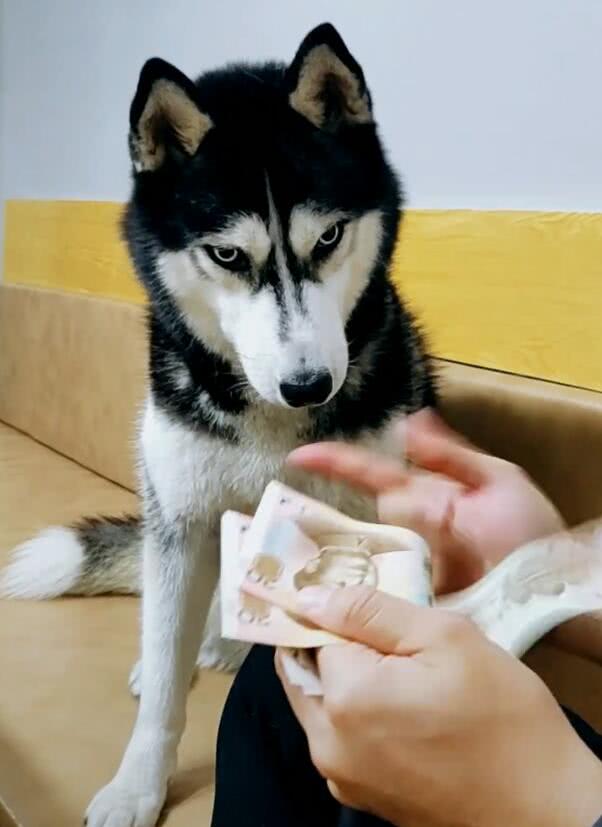 主人当二哈的面数钱,份额太多,粘上二哈口水出现奇效!