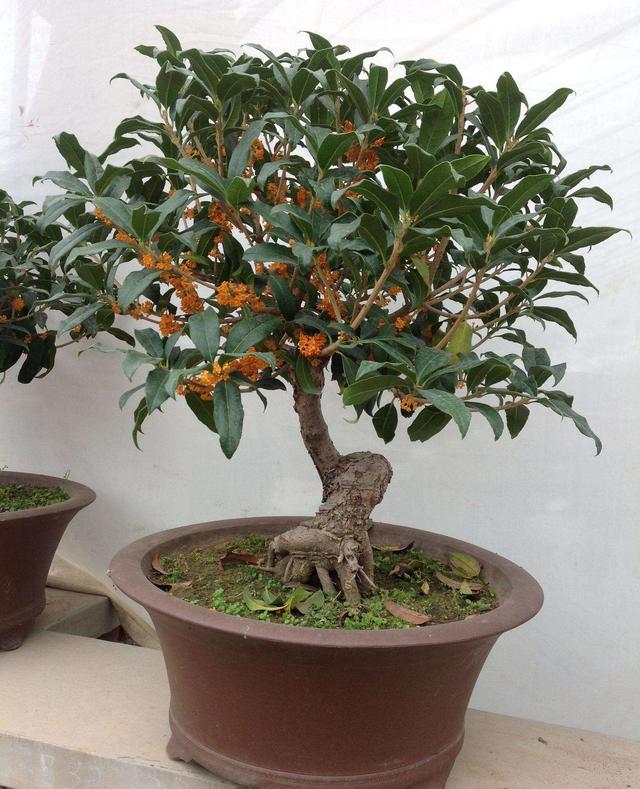 家里养桂花盆景,修剪还要分"大小",管理方法都变了!