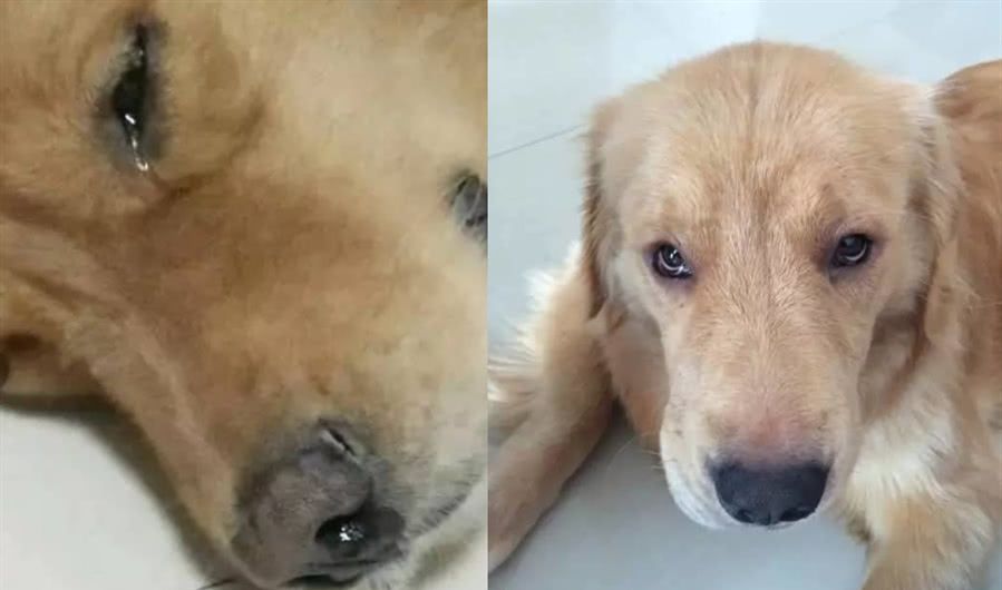 主人花1000元,从狗贩手中解救小金毛,却不敢直视它这个眼神
