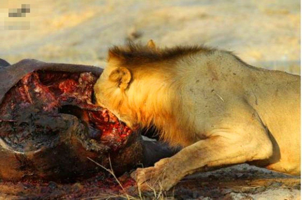狮子猎杀完在吃肉,不过这皮实在太厚,狮子表情都变样了