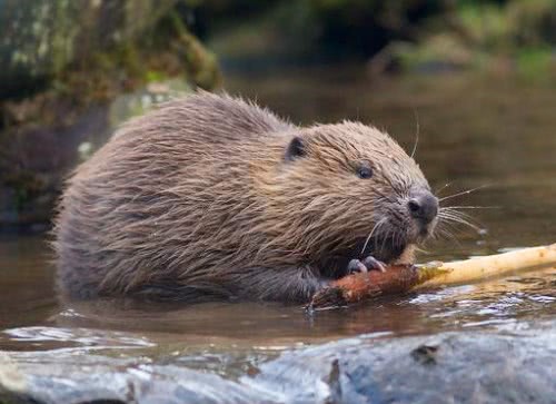 河狸建造"水坝",建成后的局面令人惊叹,网友:简直是奇迹