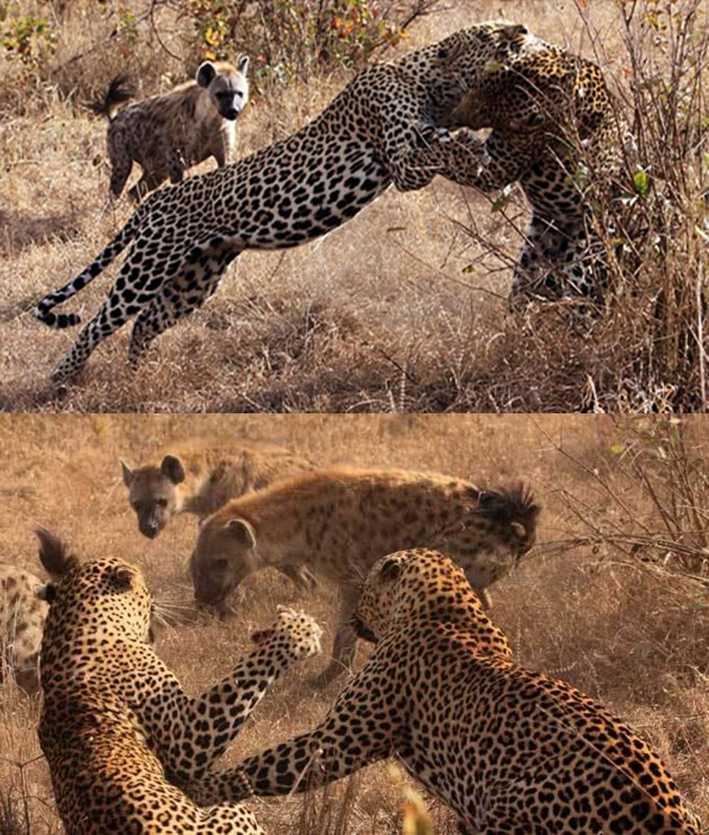两只豹子大打出手,鬣狗坐在一旁看热闹,战败花豹被分食