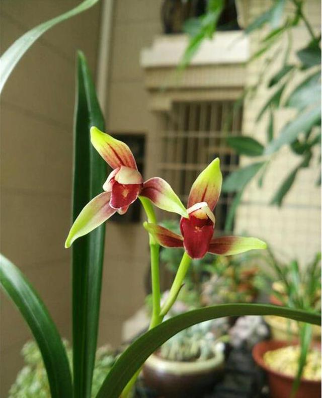 中国兰花的发展历史|兰蕙同心录|兰花|兰蕙_新浪新闻